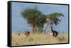 Coke's hartebeest (Alcelaphus buselaphus cokii) with its calf, Lualenyi, Tsavo, Kenya.-Sergio Pitamitz-Framed Stretched Canvas