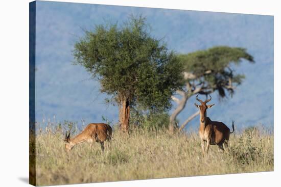 Coke's hartebeest (Alcelaphus buselaphus cokii) with its calf, Lualenyi, Tsavo, Kenya.-Sergio Pitamitz-Stretched Canvas