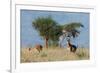 Coke's hartebeest (Alcelaphus buselaphus cokii) with its calf, Lualenyi, Tsavo, Kenya.-Sergio Pitamitz-Framed Photographic Print