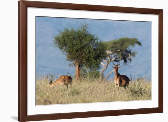 Coke's hartebeest (Alcelaphus buselaphus cokii) with its calf, Lualenyi, Tsavo, Kenya.-Sergio Pitamitz-Framed Photographic Print