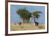 Coke's hartebeest (Alcelaphus buselaphus cokii) with its calf, Lualenyi, Tsavo, Kenya.-Sergio Pitamitz-Framed Photographic Print