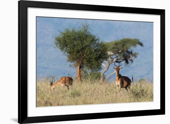 Coke's hartebeest (Alcelaphus buselaphus cokii) with its calf, Lualenyi, Tsavo, Kenya.-Sergio Pitamitz-Framed Photographic Print