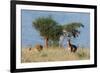 Coke's hartebeest (Alcelaphus buselaphus cokii) with its calf, Lualenyi, Tsavo, Kenya.-Sergio Pitamitz-Framed Photographic Print