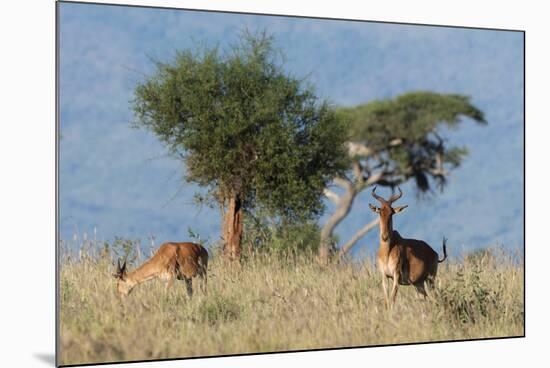 Coke's hartebeest (Alcelaphus buselaphus cokii) with its calf, Lualenyi, Tsavo, Kenya.-Sergio Pitamitz-Mounted Photographic Print