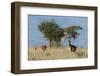 Coke's hartebeest (Alcelaphus buselaphus cokii) with its calf, Lualenyi, Tsavo, Kenya.-Sergio Pitamitz-Framed Photographic Print