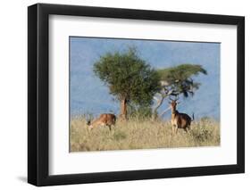 Coke's hartebeest (Alcelaphus buselaphus cokii) with its calf, Lualenyi, Tsavo, Kenya.-Sergio Pitamitz-Framed Photographic Print