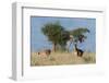 Coke's hartebeest (Alcelaphus buselaphus cokii) with its calf, Lualenyi, Tsavo, Kenya.-Sergio Pitamitz-Framed Photographic Print