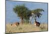 Coke's hartebeest (Alcelaphus buselaphus cokii) with its calf, Lualenyi, Tsavo, Kenya.-Sergio Pitamitz-Mounted Photographic Print