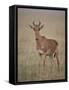 Coke's Hartebeest (Alcelaphus Buselaphus Cokii)-James Hager-Framed Stretched Canvas