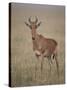 Coke's Hartebeest (Alcelaphus Buselaphus Cokii)-James Hager-Stretched Canvas