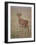 Coke's Hartebeest (Alcelaphus Buselaphus Cokii)-James Hager-Framed Photographic Print