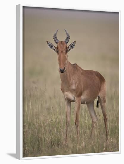 Coke's Hartebeest (Alcelaphus Buselaphus Cokii)-James Hager-Framed Photographic Print