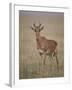 Coke's Hartebeest (Alcelaphus Buselaphus Cokii)-James Hager-Framed Photographic Print