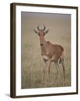 Coke's Hartebeest (Alcelaphus Buselaphus Cokii)-James Hager-Framed Photographic Print