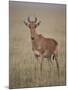 Coke's Hartebeest (Alcelaphus Buselaphus Cokii)-James Hager-Mounted Photographic Print