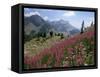 Col De La Cayolle, Near Barcelonnette, Hautes-Alpes, Provence, France-David Hughes-Framed Stretched Canvas