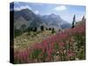 Col De La Cayolle, Near Barcelonnette, Hautes-Alpes, Provence, France-David Hughes-Stretched Canvas