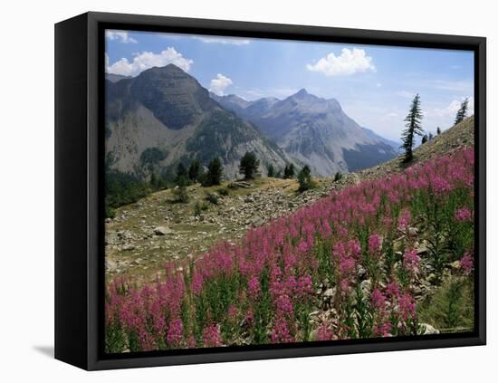 Col De La Cayolle, Near Barcelonnette, Hautes-Alpes, Provence, France-David Hughes-Framed Stretched Canvas