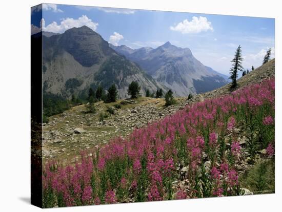 Col De La Cayolle, Near Barcelonnette, Hautes-Alpes, Provence, France-David Hughes-Stretched Canvas