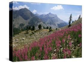 Col De La Cayolle, Near Barcelonnette, Hautes-Alpes, Provence, France-David Hughes-Stretched Canvas