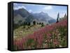 Col De La Cayolle, Near Barcelonnette, Hautes-Alpes, Provence, France-David Hughes-Framed Stretched Canvas