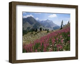 Col De La Cayolle, Near Barcelonnette, Hautes-Alpes, Provence, France-David Hughes-Framed Photographic Print