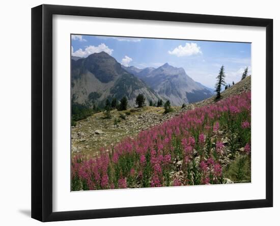 Col De La Cayolle, Near Barcelonnette, Hautes-Alpes, Provence, France-David Hughes-Framed Photographic Print