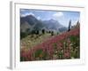 Col De La Cayolle, Near Barcelonnette, Hautes-Alpes, Provence, France-David Hughes-Framed Photographic Print