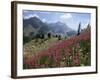 Col De La Cayolle, Near Barcelonnette, Hautes-Alpes, Provence, France-David Hughes-Framed Photographic Print