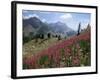 Col De La Cayolle, Near Barcelonnette, Hautes-Alpes, Provence, France-David Hughes-Framed Photographic Print