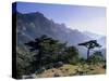 Col Du Bavella, Island of Corsica, France, Europe-John Miller-Stretched Canvas