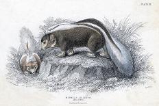 Animals, Skunk 19C-Col H Smith-Art Print
