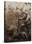 Col. Roosevelt Standing Beside a Water Buffalo Which He Has Shot-Kermit Roosevelt-Stretched Canvas