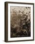 Col. Roosevelt Standing Beside a Water Buffalo Which He Has Shot-Kermit Roosevelt-Framed Photographic Print