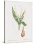 Colchicum Autumnale, Vernale-James Sowerby-Stretched Canvas