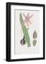 Colchicum Autumnale-James Sowerby-Framed Giclee Print