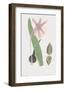 Colchicum Autumnale-James Sowerby-Framed Giclee Print