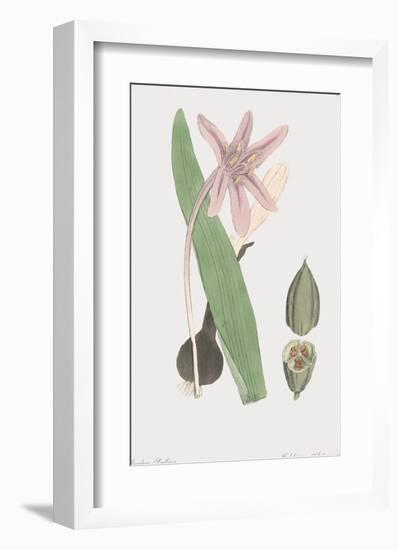 Colchicum Autumnale-James Sowerby-Framed Giclee Print