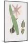 Colchicum Autumnale-James Sowerby-Mounted Giclee Print