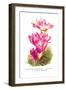 Colchicum Giganteum: C. Sibthorpii C. Bivonoe Superbum-H.g. Moon-Framed Art Print