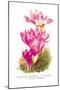 Colchicum Giganteum: C. Sibthorpii C. Bivonoe Superbum-H.g. Moon-Mounted Art Print