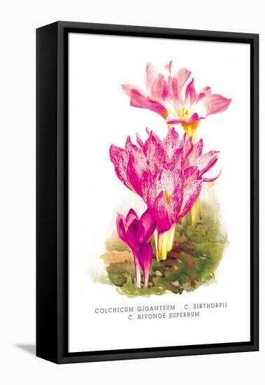 Colchicum Giganteum: C. Sibthorpii C. Bivonoe Superbum-H.g. Moon-Framed Stretched Canvas