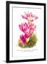 Colchicum Giganteum: C. Sibthorpii C. Bivonoe Superbum-H.g. Moon-Framed Art Print