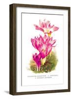 Colchicum Giganteum: C. Sibthorpii C. Bivonoe Superbum-H.g. Moon-Framed Art Print