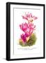 Colchicum Giganteum: C. Sibthorpii C. Bivonoe Superbum-H.g. Moon-Framed Art Print