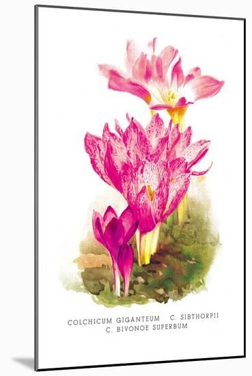 Colchicum Giganteum: C. Sibthorpii C. Bivonoe Superbum-H.g. Moon-Mounted Art Print