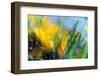 Cold crocus-Heidi Westum-Framed Photographic Print