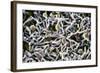 Cold-loving Extremophile Bacteria, SEM-Penn State University-Framed Premium Photographic Print