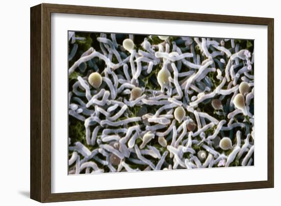 Cold-loving Extremophile Bacteria, SEM-Penn State University-Framed Photographic Print