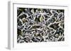 Cold-loving Extremophile Bacteria, SEM-Penn State University-Framed Photographic Print